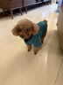【京東快遞】寵物狗狗貓咪秋冬衣服加絨比熊法斗狗衣服用品貓服飾 414A藍綠機車(chē)風(fēng)兩腳衣 L(胸圍45cm 8-12斤) 曬單實(shí)拍圖