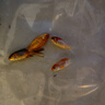 金魚(yú)草金魚(yú)觀(guān)賞魚(yú)冷水好養耐活小魚(yú)苗錦鯉 5-7cm 紅草金買(mǎi)10條送10條（加備損） 曬單實(shí)拍圖