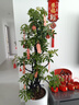 嘆為觀(guān)止大型植物發(fā)財樹(shù)各種大顆盆栽開(kāi)業(yè)喬遷客廳辦公室內好養大型花卉 造型鴨腳木【1.5-1.7米】 含盆 曬單實(shí)拍圖