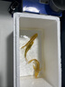 招財黃金金魚(yú)鯉魚(yú)冷水魚(yú)苗好養耐活淡水活魚(yú)魚(yú)苗錦鯉龍鳳批發(fā) 10-12黃金3條 曬單實(shí)拍圖