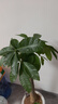 植男植女發(fā)財樹(shù)盆栽客廳室內好養大型落地綠植辦公室公司開(kāi)業(yè)喬遷源頭直發(fā) 曬單實(shí)拍圖