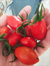 京喜加丹東枸杞小番茄409小番茄花生小柿子堿地柿子番茄水果低卡低脂 帶箱約1斤 曬單實(shí)拍圖