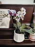 臨雅蝴蝶蘭帶花盆栽特大號多色年宵花卉苗室內客廳陽(yáng)臺綠植物四季好養 【4株組合】粉鉆石+雪玉（奶油雪山盆） 曬單實(shí)拍圖