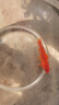 金魚(yú)草金魚(yú)觀(guān)賞魚(yú)冷水好養耐活小魚(yú)苗錦鯉 5-7cm 紅草金買(mǎi)1條送1條（加備損） 曬單實(shí)拍圖