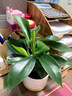 大盆金鉆盆栽綠公主水培植物辦公室內綠植多肉大葉植物除甲醛盆栽 A級大盆金鉆（不含盆） 曬單實(shí)拍圖