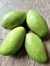 南步正宗越南玉芒 當季甜心芒果青皮金煌芒大芒果水仙芒新鮮熱帶水果 玉芒 8斤 特大果【單果280g+】 曬單實(shí)拍圖