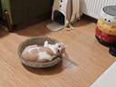 瘋狂的主人貓抓板窩碗形大號貓抓盆不掉屑貓窩寵物貓玩具瓦楞紙貓爪板 曬單實(shí)拍圖