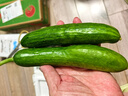 壽光水果黃瓜小黃瓜生吃脆嫩清甜涼拌蘸醬乳瓜農家自種現摘現發(fā) 水果黃瓜帶箱2斤  凈重 1.8斤 曬單實(shí)拍圖