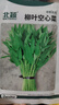 北蔬 空心菜種子苗柳葉青梗小竹葉蔬菜種籽 柳葉空心菜種子25g約500粒 曬單實(shí)拍圖