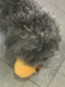 嬉皮狗（hipidog）小狗狗發(fā)聲玩具彩色條紋寵物毛絨小拖鞋寵物磨牙耐咬自嗨解悶玩具 黃藍條紋 全犬通用 發(fā)聲玩具 曬單實(shí)拍圖