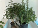 京云夢(mèng)清香木盆栽胡椒木防蚊蟲(chóng)驅蚊草土培好養綠植室內塑料盆源頭直發(fā) 曬單實(shí)拍圖