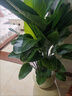 天堂鳥(niǎo)盆栽室內客廳高級感大型綠植辦公室大葉植物高端鶴望蘭新房 精品天堂鳥(niǎo)1.1-1.2米+原盆 曬單實(shí)拍圖
