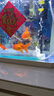 【京東物流】魚(yú)缸京東自營(yíng)一體缸免換水全自動(dòng)熱彎懶人桌面玻璃 熱彎水族箱-標配 300*195*320mm 曬單實(shí)拍圖