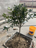 慕爾森桂花樹(shù)苗四季桂濃香型原生苗庭院盆栽地栽金桂別墅大桂花樹(shù)丹桂室 原生【金桂】開(kāi)花金黃色 推薦【4公分粗【1.5-1.7米高】 曬單實(shí)拍圖