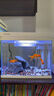 森森（SUNSUN）超白魚(yú)缸 客廳水族箱桌面家用 一體缸自循環(huán) HEJ300標配 曬單實(shí)拍圖