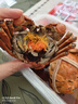 蟹叁鉗莊 花雕熟醉蟹3.0兩全母 3只裝  大閘蟹螃蟹海鮮預制菜源頭直發(fā) 曬單實(shí)拍圖