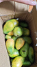 海南小臺農芒果10斤新鮮小臺芒當季特產(chǎn)水果現摘芒果大果【活動(dòng)】 單果60g+（帶箱5斤） 曬單實(shí)拍圖