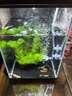 米家智能桌面魚(yú)缸小米生態(tài)魚(yú)缸+畫(huà)法增氧泵套裝 曬單實(shí)拍圖