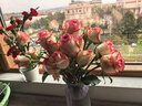 芊芊細語(yǔ)斗南基地直批發(fā)玫瑰鮮花全國速遞配送女友禮物家用水養插花家庭 艾莎玫瑰18支+2支防損 曬單實(shí)拍圖