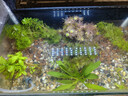 瘋狂水草魚(yú)缸水草 直接入缸種植環(huán)綠植造景套餐c 【源頭直發(fā)包郵】 曬單實(shí)拍圖