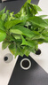 雙盟綠蘿盆栽除甲醛綠植辦公室新房?jì)艋諝?80自吸水16盆裝源頭直發(fā) 曬單實(shí)拍圖