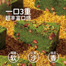 頭廚麥青紅豆糕350g*2袋桂花米糕發(fā)糕點(diǎn)速凍學(xué)生早餐半成品開(kāi)學(xué)季 曬單實(shí)拍圖