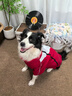 嬉皮狗（hipidog）嬉皮狗撞色沖鋒衣夏日大狗狗衣服夏季薄款寵物金毛邊牧大型犬夏天 德羅紅 7XL （建議體重65-80斤） 曬單實(shí)拍圖