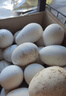 綠田逐 鵝蛋新鮮6枚散養土鵝蛋生鮮凈重1.3斤生鵝蛋源頭直發(fā) 曬單實(shí)拍圖
