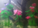 水自在魚(yú)缸造景仿真荷花草假花假草魚(yú)缸裝飾仿真水草套餐魚(yú)缸假植物組合 松荷套餐 曬單實(shí)拍圖