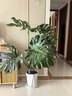 愛(ài)優(yōu)尚龜背竹盆栽客廳室內辦公室大型綠植盆景凈化空氣吸甲醛源頭直發(fā) 曬單實(shí)拍圖