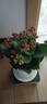 【健康長(cháng)壽】長(cháng)壽花隨機色1盆 曬單實(shí)拍圖
