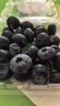 京鮮生 云南藍莓 12盒 超大果22mm+裝 125g/盒 生鮮水果 源頭直發(fā) 曬單實(shí)拍圖