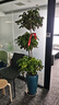 發(fā)財樹(shù)新房喬遷綠蘿柱綠植天堂鳥(niǎo)客廳大型植物盆栽開(kāi)業(yè)辦公擺放 【天然凈化】三層幸福樹(shù)1.5-1.7m螺紋盆+掛飾 曬單實(shí)拍圖