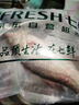 【吊水魚(yú)】鮮活大河鱸魚(yú)600/條 曬單實(shí)拍圖