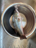 鮮活沖浪河鱸魚(yú)400-500g/條 曬單實(shí)拍圖