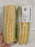 水果冰糖玉米約500g（金銀玉米） 曬單實(shí)拍圖