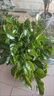 大型多層幸福樹(shù)盆栽造型老樁樹(shù)客廳室內植物凈化空氣四季常青盆栽 棒棒糖幸福樹(shù)0.9-1.1米+原盆 曬單實(shí)拍圖
