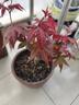 紅楓樹(shù)盆栽日本紅舞姬老樁室內客廳庭院中國紅栽四季矮化盆景耐寒 精品矮樁紅楓盆栽4年苗一棵 曬單實(shí)拍圖