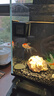 京東京造智能魚(yú)缸桌面小魚(yú)缸撈網(wǎng)緩沉魚(yú)食糧硝化細菌食物新手養魚(yú)工具套裝 曬單實(shí)拍圖