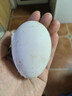 正宗土鵝蛋新鮮壞蛋包賠 孕婦寶寶補營(yíng)養 京東快遞更快更好 12枚鵝蛋105-125g/枚禮盒裝 曬單實(shí)拍圖