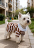 嬉皮狗（hipidog）狗狗連衣裙彩色條紋polo領(lǐng)舒適透氣中小型比熊兩腳衣泰迪寵物衣服 洛米棕 M（建議體重5-8斤） 曬單實(shí)拍圖