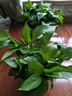 雙盟綠蘿盆栽除甲醛花卉綠植辦公室新房?jì)艋諝?80加侖2盆裝源頭直發(fā) 曬單實(shí)拍圖