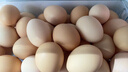 海佑新鮮谷物喂養鮮雞蛋柴雞蛋現撿現發(fā)鮮雞蛋 生鮮買(mǎi)菜單枚40g 土雞蛋50枚 曬單實(shí)拍圖