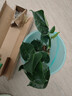 愛(ài)優(yōu)尚水培龜背竹盆栽客廳室內辦公室桌面植物2株吸甲醛源頭直發(fā) 曬單實(shí)拍圖