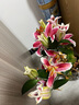 御春閣一盆3棵 香水百合帶花苞 年宵花卉 百合盆栽 室內帶花盆栽 百合苗 原盆軟塑料盆帶盆帶土帶花苞發(fā)貨 曬單實(shí)拍圖