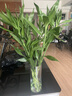 花翁富貴竹水培綠植物招財轉運室內水養花卉盆栽70-80cm10棵源頭直發(fā) 曬單實(shí)拍圖