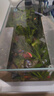 瘋狂水草魚(yú)缸水草植物直接入缸火山石魚(yú)缸造景套餐20-40cm缸源頭直發(fā)包郵a 曬單實(shí)拍圖