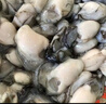 海鮮世家冷凍生蠔肉凈重1.6斤 50-70只/袋牡蠣肉火鍋燒烤食材海鮮生鮮貝類(lèi) 曬單實(shí)拍圖
