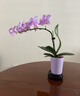 年宵花春節蝴蝶蘭盆栽花苗桌面裝飾花卉植物四季好養綠植過(guò)年貨 粉色系蝴蝶蘭-裸苗（帶花苞+半開(kāi)放） 曬單實(shí)拍圖
