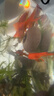 寵小俠七彩鳑鲏?mèng)~(yú)觀(guān)賞魚(yú)旁皮冷水魚(yú)活體小型魚(yú)苗原生群游魚(yú)除藻淡水好養 3-4cm10條8送2條備損 曬單實(shí)拍圖